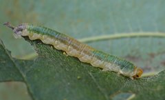 Nematinus fuscipennis