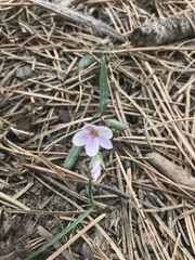 Claytonia
