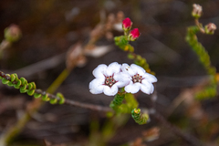 Adenandra brachyphylla