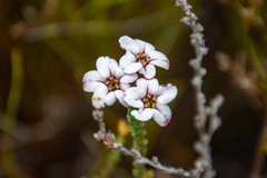 Adenandra brachyphylla