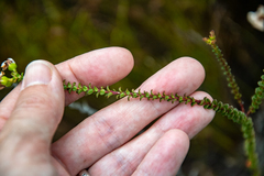 Adenandra brachyphylla