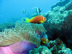 Amphiprion nigripes