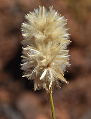 Ptilotus fusiformis