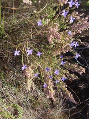 Lachnaea penicillata