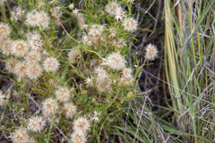 Vittadinia cuneata