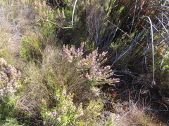 Lachnaea penicillata