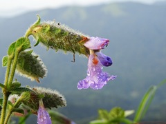 Strobilanthes kunthiana