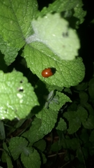 Chrysolina polita