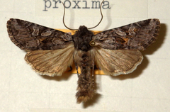 Lasionycta proxima