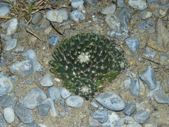 Mammillaria roseoalba