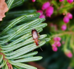 Dromiusina