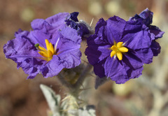 Solanum chippendalei