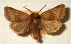 Eriopygodes imbecilla