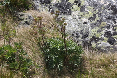 Anemonastrum biarmiense