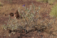 Solanum chippendalei