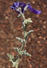 Solanum chippendalei