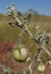Solanum chippendalei