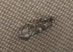 Acrolepiopsis assectella