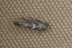 Acrolepiopsis assectella