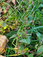 Persicaria