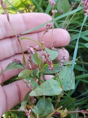 Persicaria