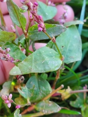 Persicaria