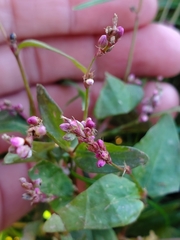 Persicaria