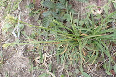 Carex capensis