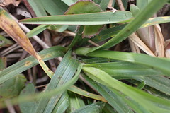 Carex capensis