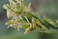 Carex capensis