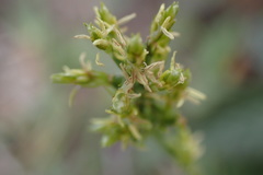 Carex capensis