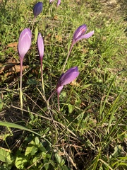 Crocus ligusticus