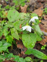 Solanum