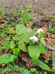 Solanum