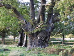 Quercus robur robur