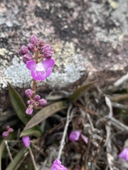 Sarcochilus ceciliae