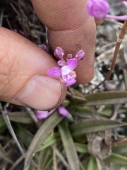 Sarcochilus ceciliae