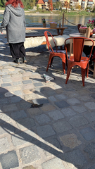 Columba livia domestica