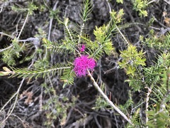 Melaleuca wilsonii