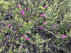 Melaleuca wilsonii