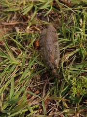 Archichauliodes chilensis