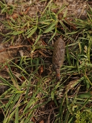 Archichauliodes chilensis