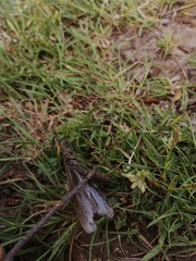 Archichauliodes chilensis