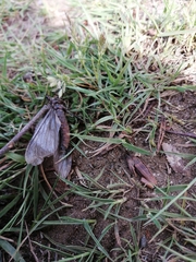 Archichauliodes chilensis