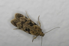 Chionodes thoraceochrella