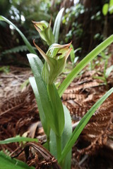 Pterostylis silvicultrix