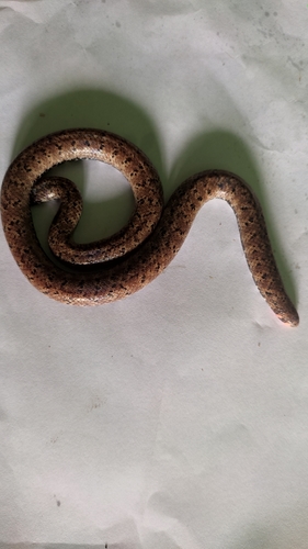 Island Pipe Snake