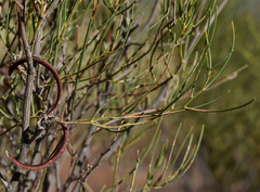 Acacia orthocarpa