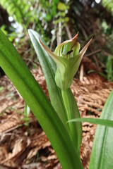 Pterostylis silvicultrix