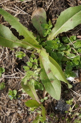 Lactuca serriola